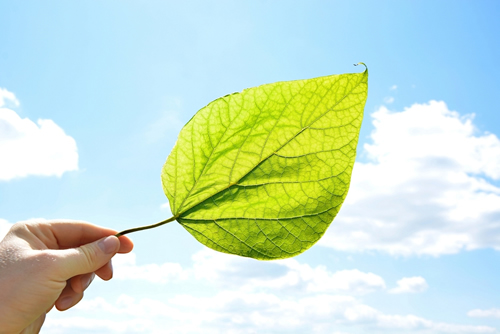 The hand holding the leaf stretched out towards the sky, beautifully lit by sunlight - named tree leaf Catalpa Bignonioides Aurea - theme kite , vacation, fun - summer